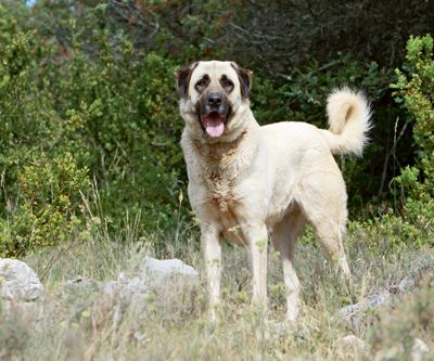 Anatolischer Hirtenhund