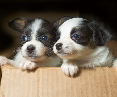 Little Puppies Papillon